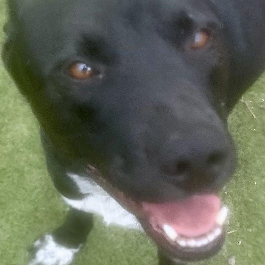 Enlarge Jojo! The Gentleman!, a Adoptable mixed breed in Cambridge, MA image 1/6