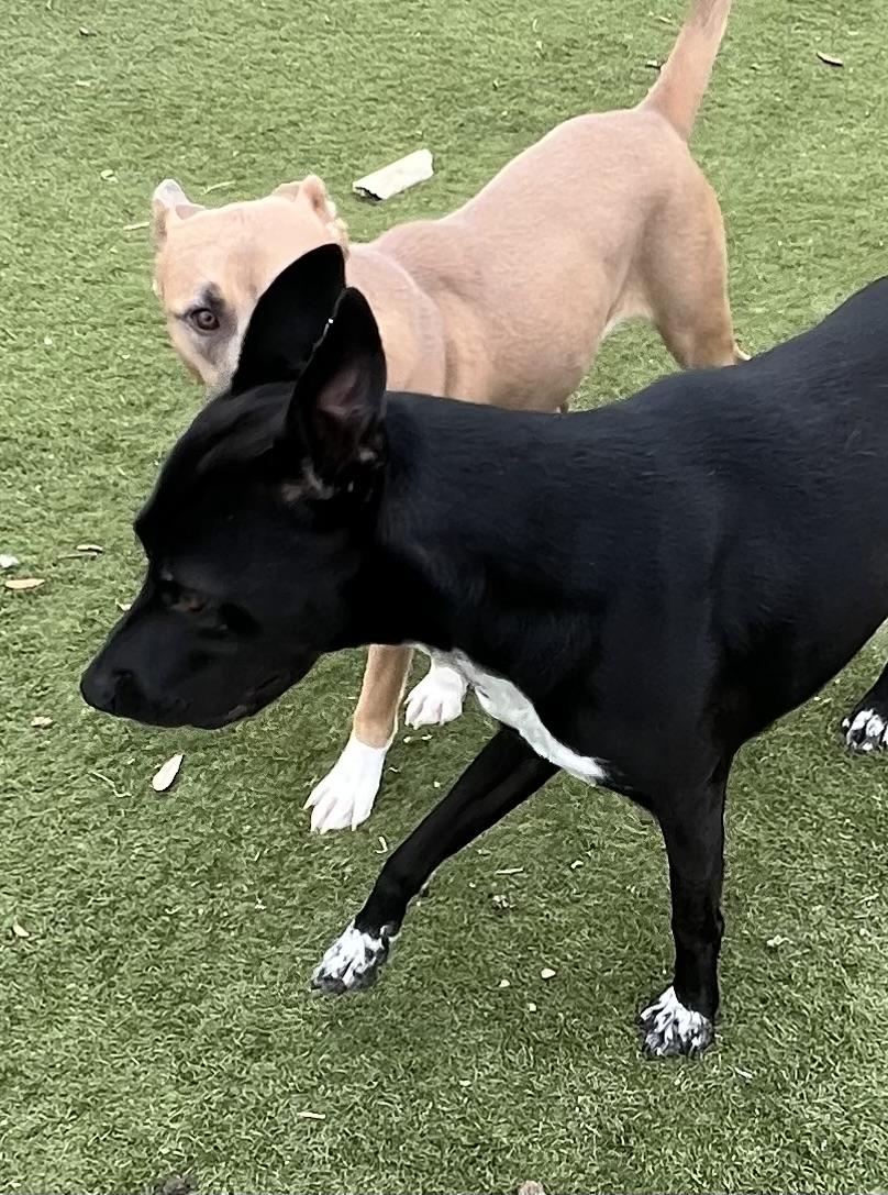 Enlarge Jojo! The Gentleman!, a Adoptable mixed breed in Cambridge, MA image 4/6