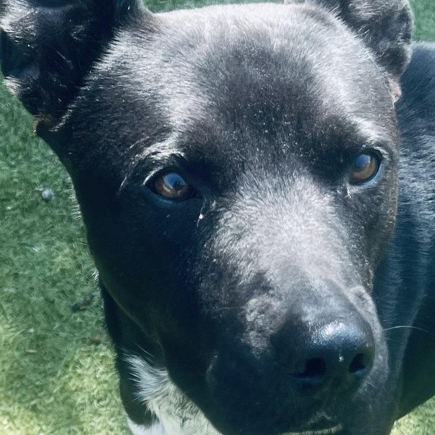 Enlarge Jojo! The Gentleman!, a Adoptable mixed breed in Cambridge, MA image 6/6