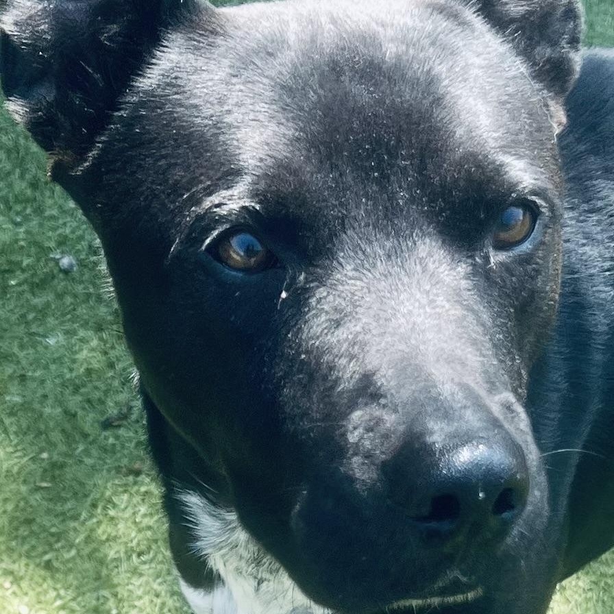 Enlarge Jojo! The Gentleman!, a Adoptable mixed breed in Cambridge, MA image 2/6