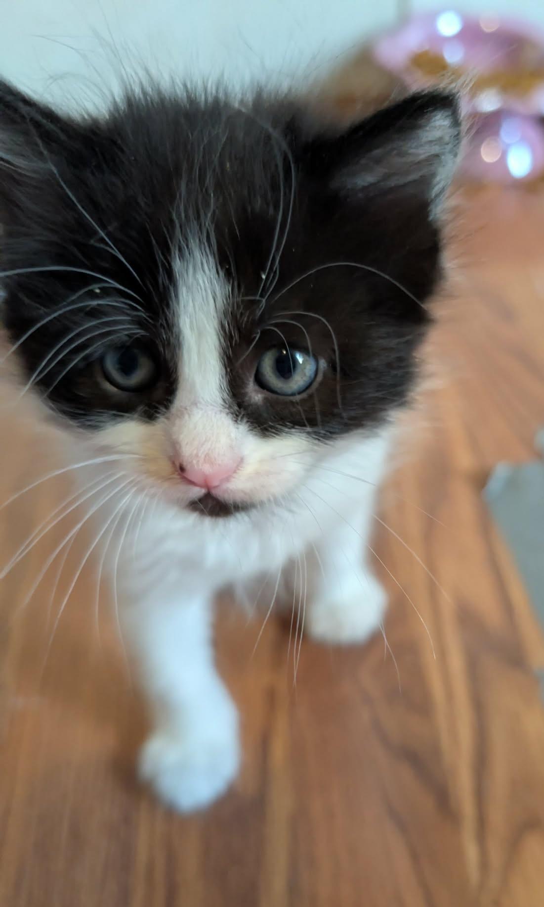 Enlarge Turbo, an adopted Domestic Long Hair in Granite Falls, NC image 3/6