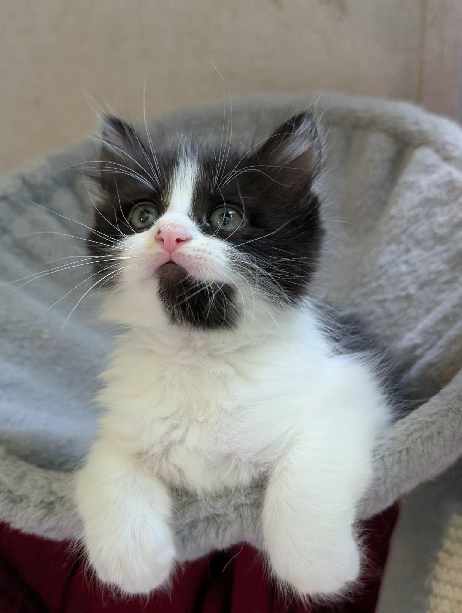 Enlarge Turbo, an adopted Domestic Long Hair in Granite Falls, NC image 2/6