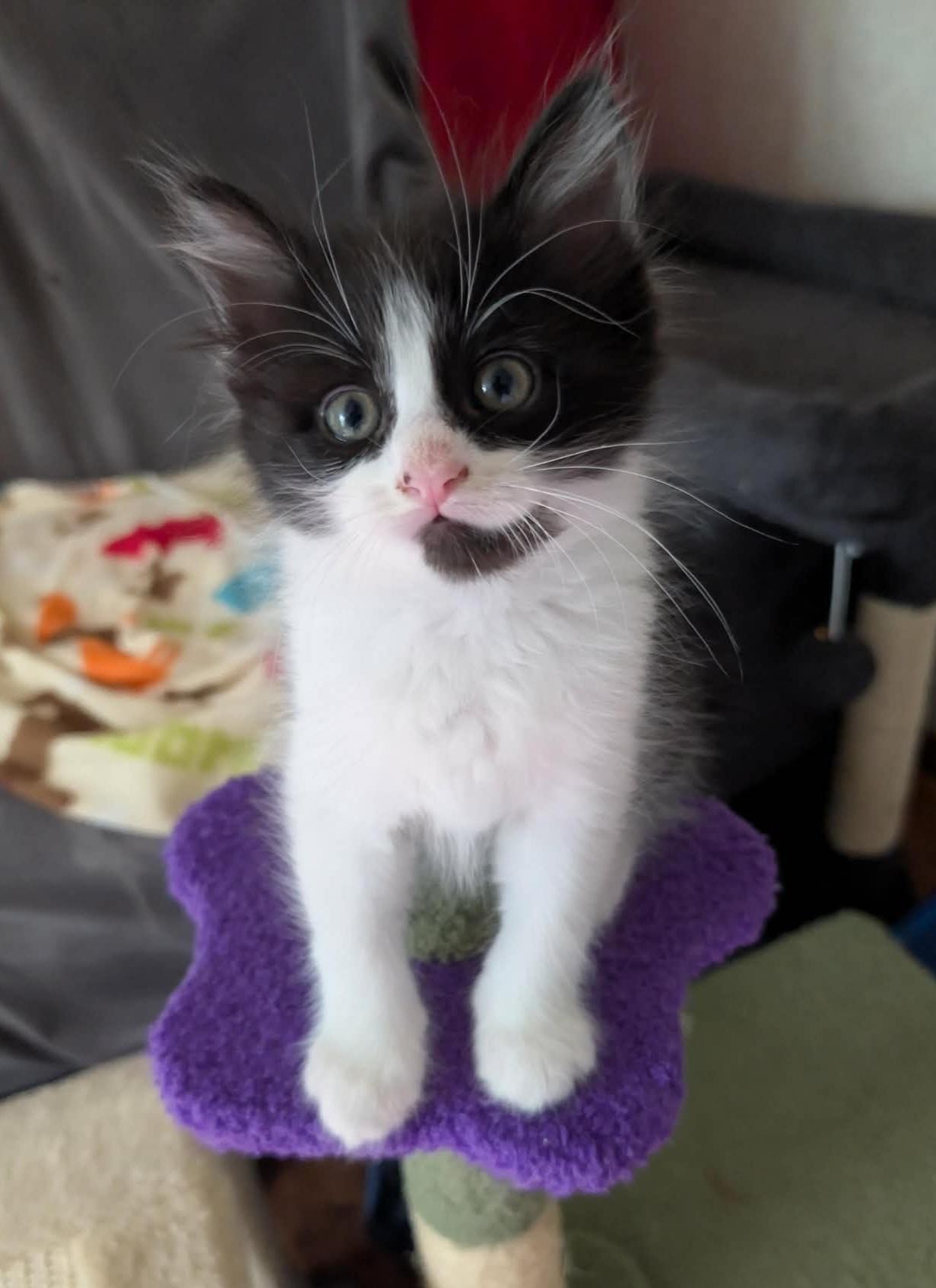 Enlarge Turbo, an adopted Domestic Long Hair in Granite Falls, NC image 5/6