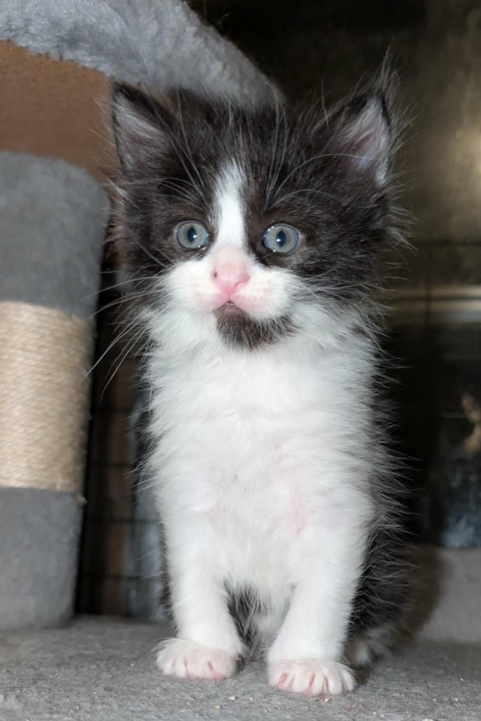 Enlarge Turbo, an adopted Domestic Long Hair in Granite Falls, NC image 1/6