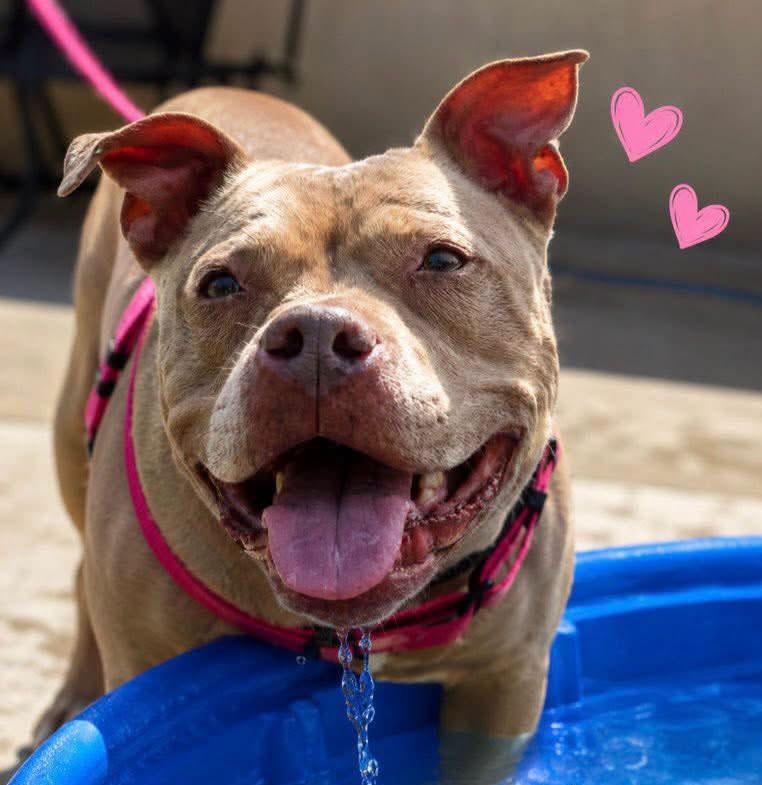 Fergie (AO35995), a ADOPTABLE mixed breed in Kansas City, KS image 1/6