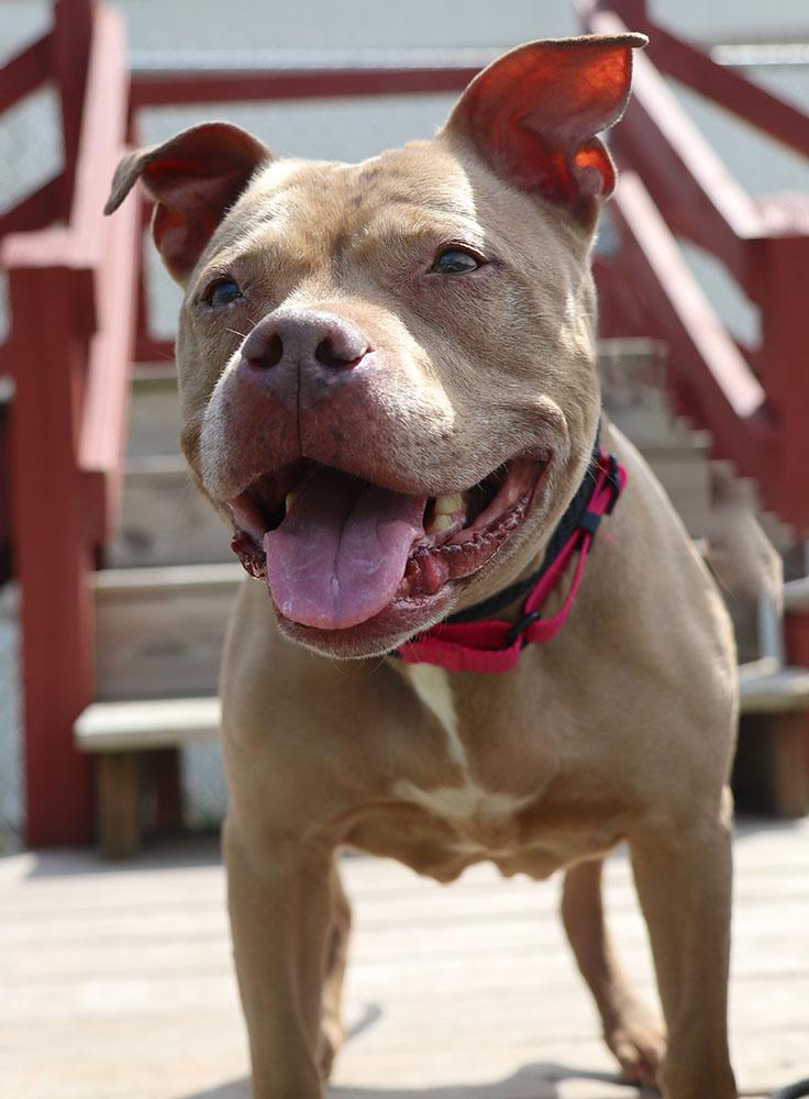 Fergi (AO35995), a ADOPTABLE mixed breed in Kansas City, KS image 6/6