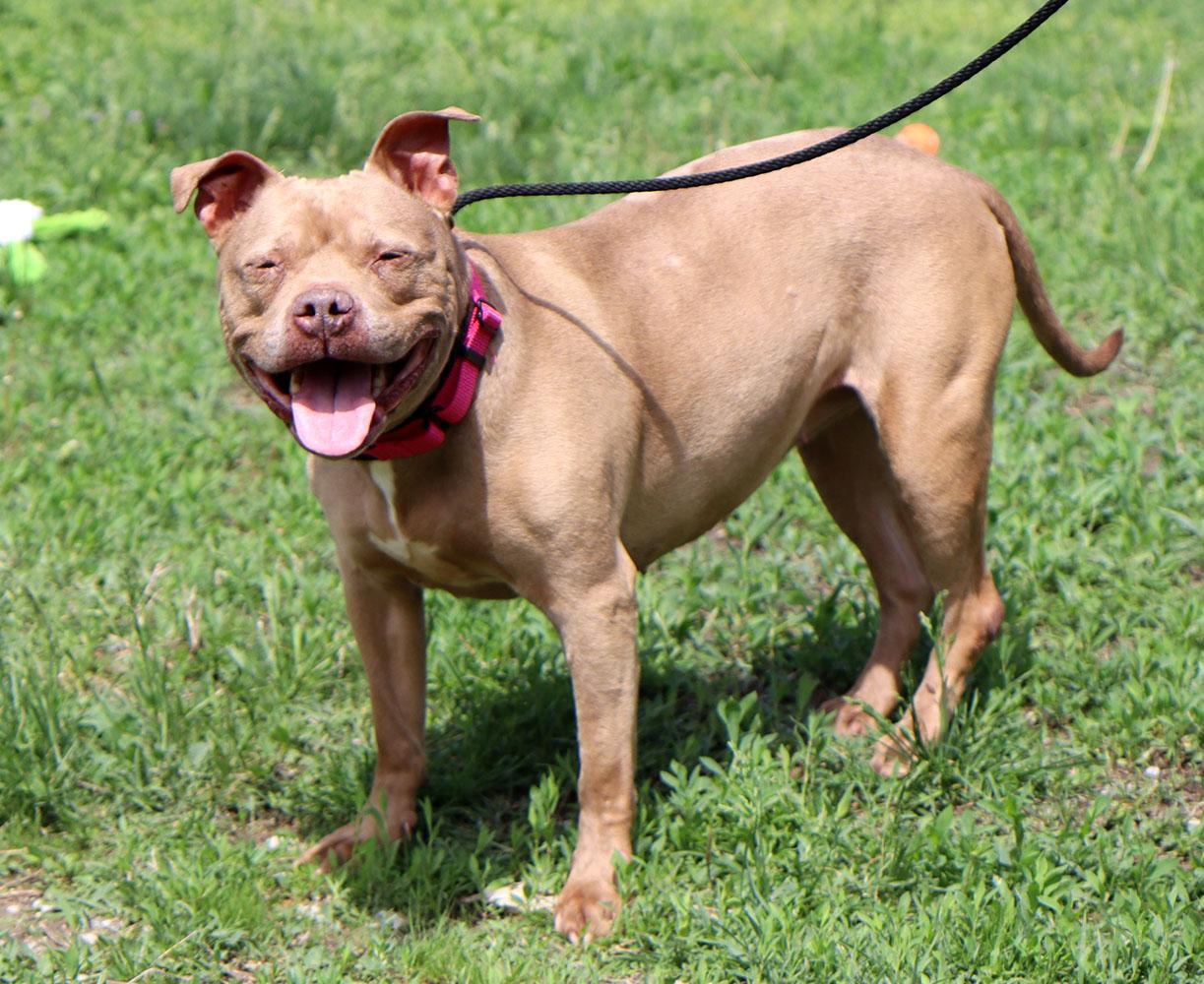 Fergi (AO35995), a ADOPTABLE mixed breed in Kansas City, KS image 2/6
