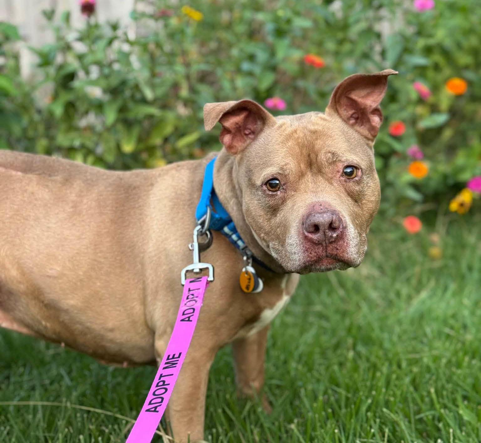 Enlarge Fergie (AO35995), a Adoptable mixed breed in Kansas City, KS image 4/6