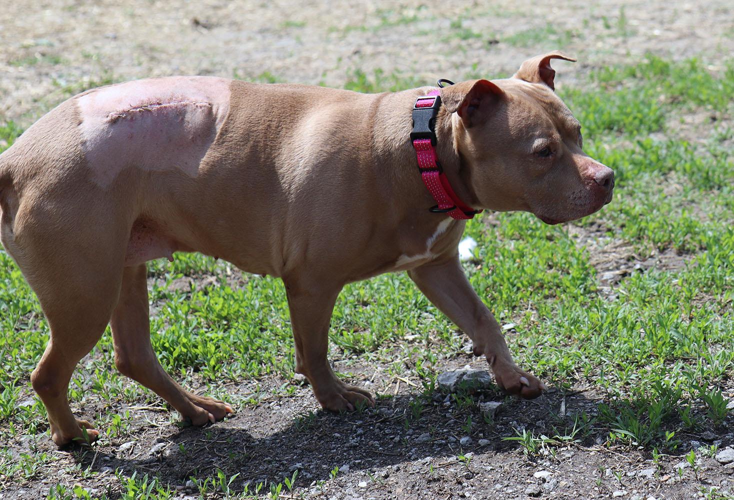 Fergi (AO35995), a ADOPTABLE mixed breed in Kansas City, KS image 4/6