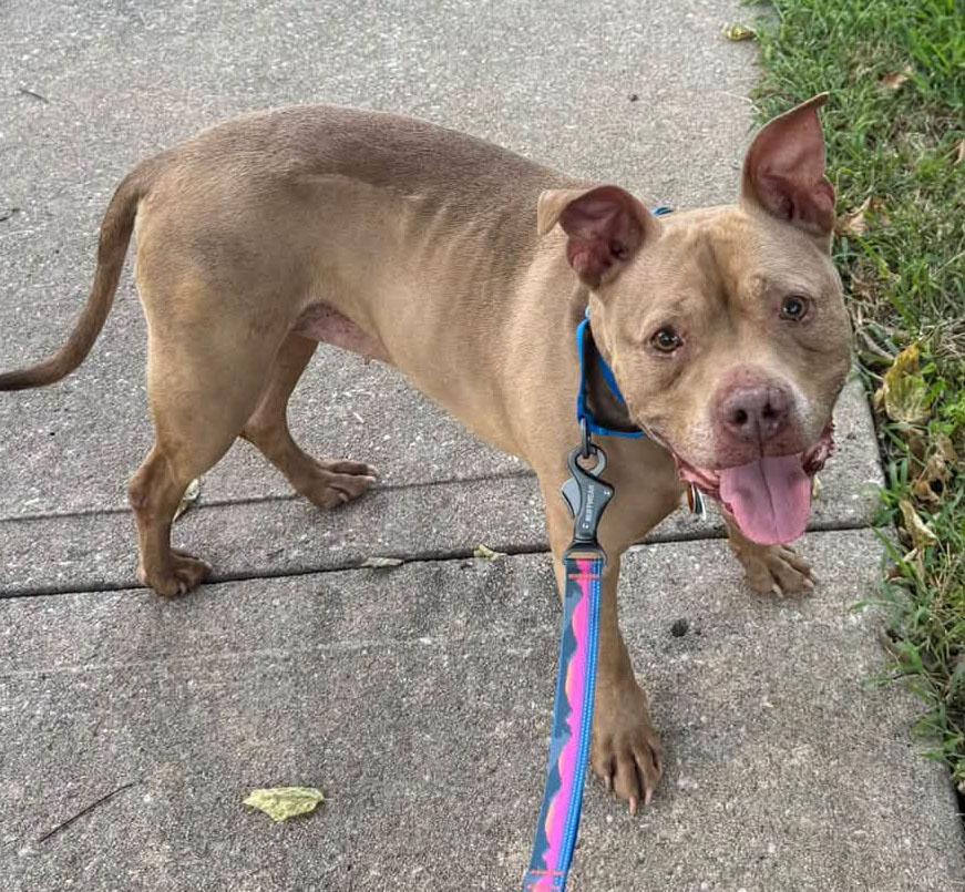Enlarge Fergie (AO35995), a Adoptable mixed breed in Kansas City, KS image 6/6