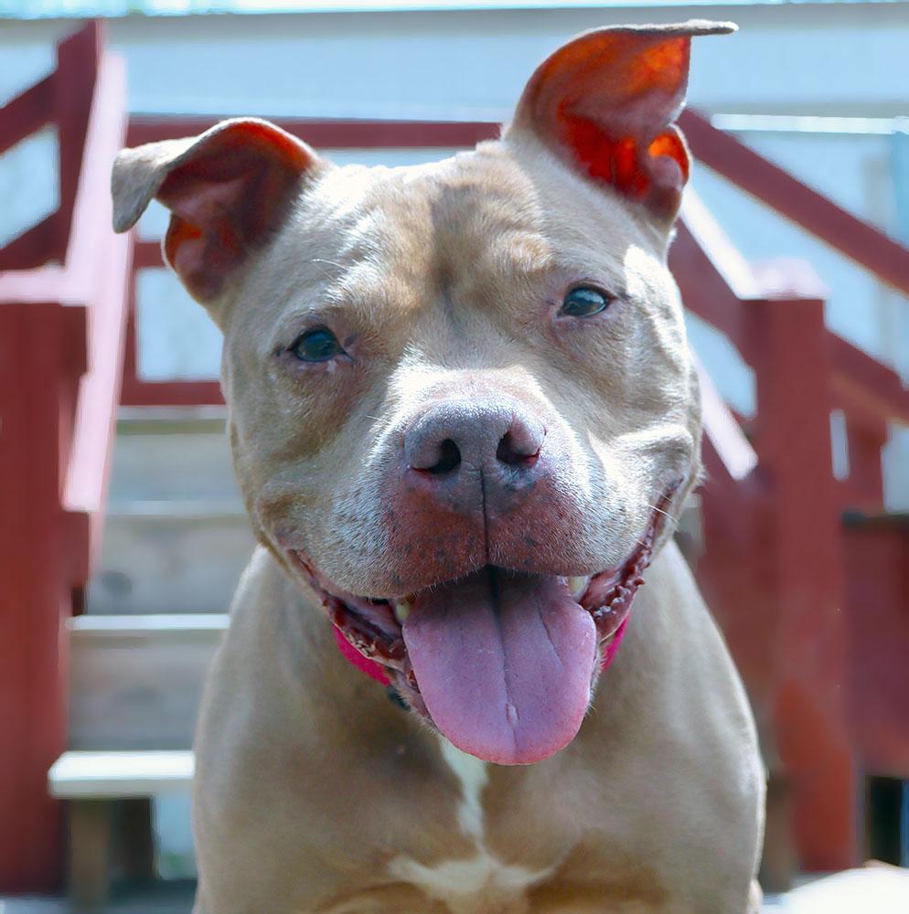 Fergi (AO35995), a ADOPTABLE mixed breed in Kansas City, KS image 1/6