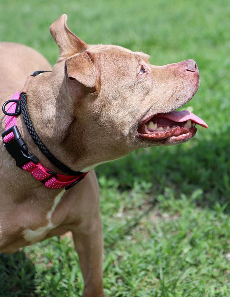 Fergi (AO35995), a ADOPTABLE mixed breed in Kansas City, KS image 5/6