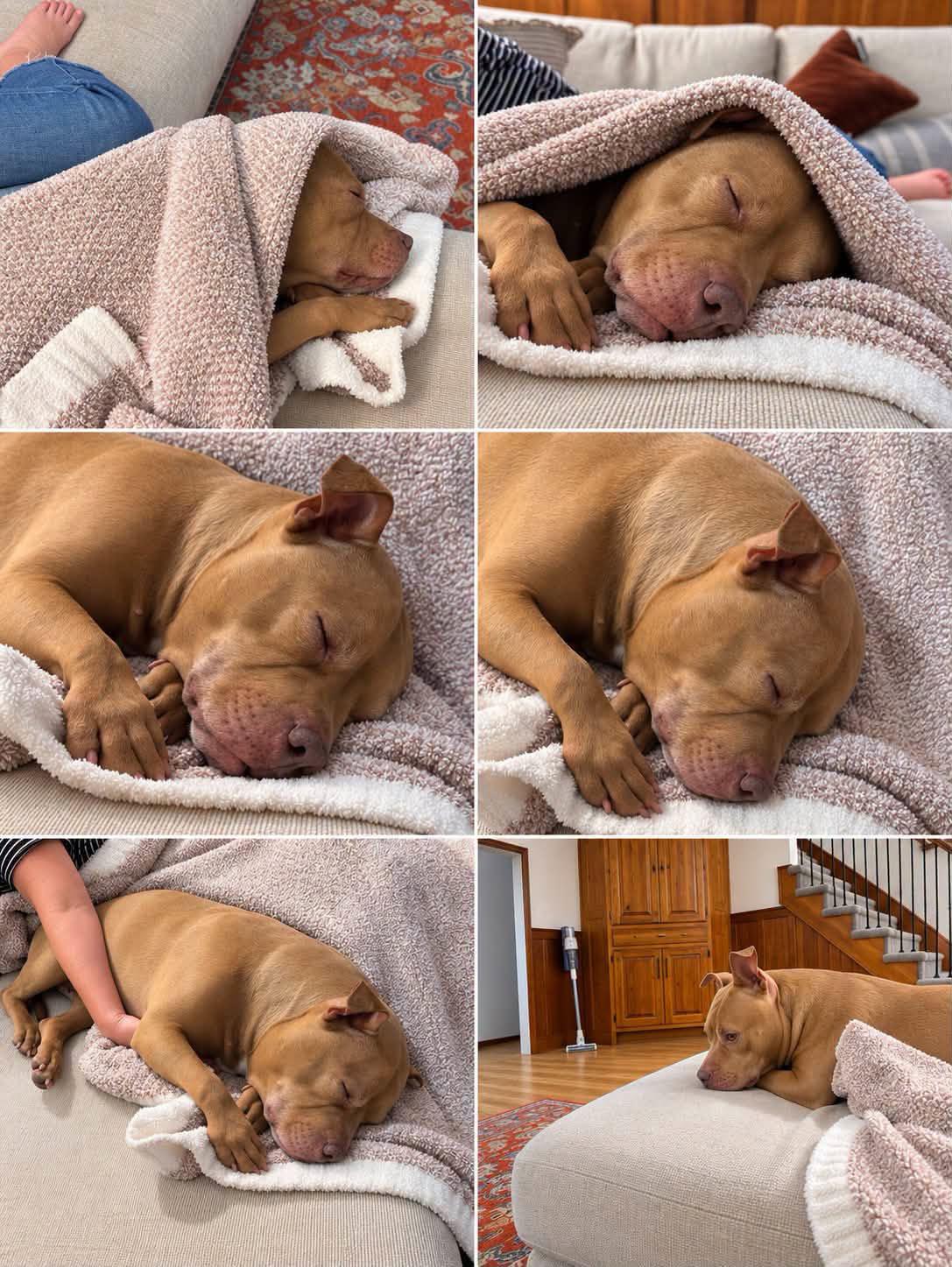 Enlarge Fergie (AO35995), a Adoptable mixed breed in Kansas City, KS image 2/6