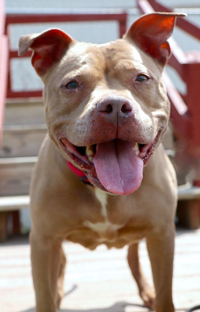 Fergi (AO35995), a ADOPTABLE mixed breed in Kansas City, KS image 3/6