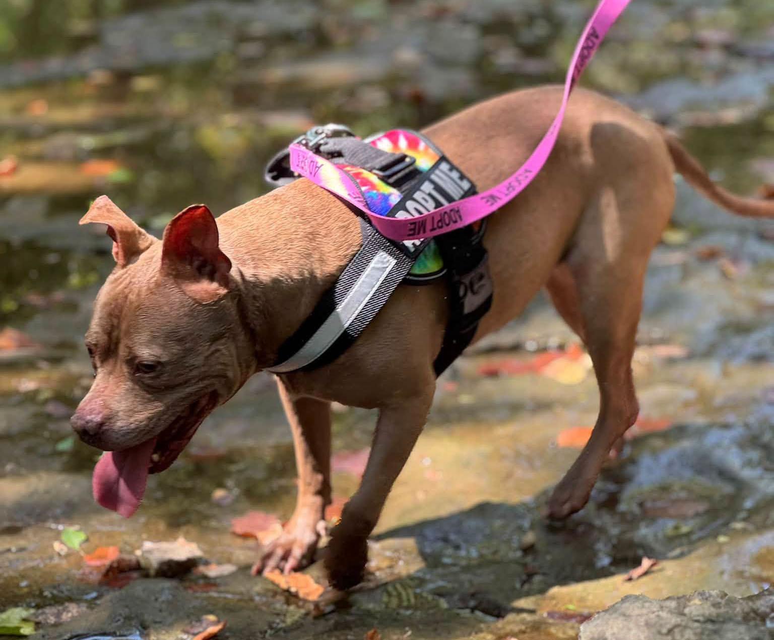 Enlarge Fergie (AO35995), a Adoptable mixed breed in Kansas City, KS image 5/6