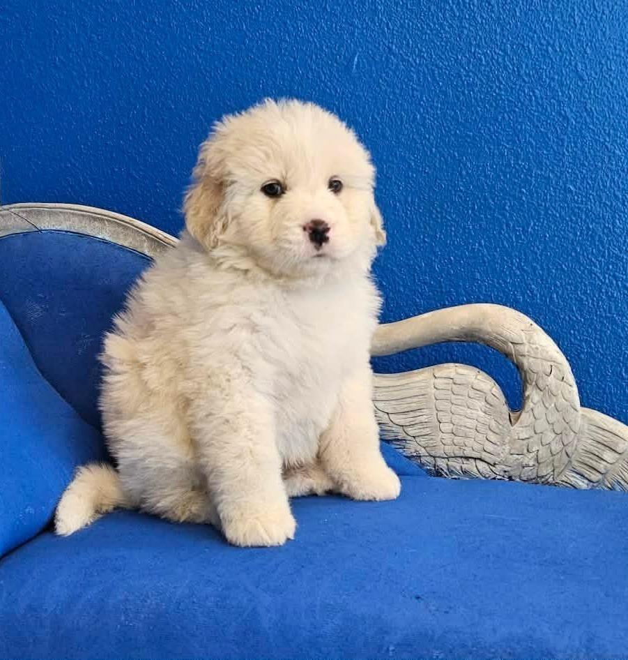 Dante, Adoptable, Puppy Male Poodle & Great Pyrenees.