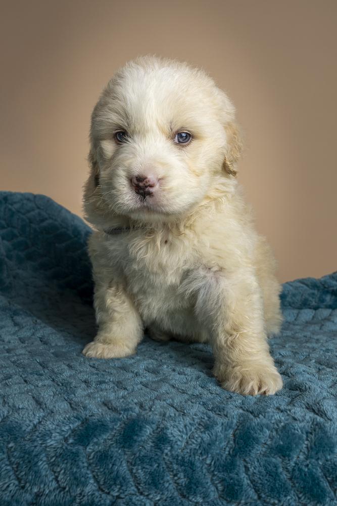 Dante, Adoptable, Puppy Male Poodle & Great Pyrenees.