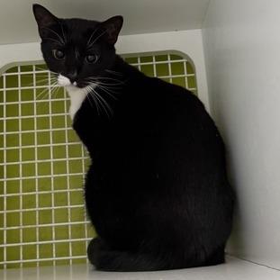 Jack (aka Loki), Adoptable, Adult Male Domestic Short Hair.