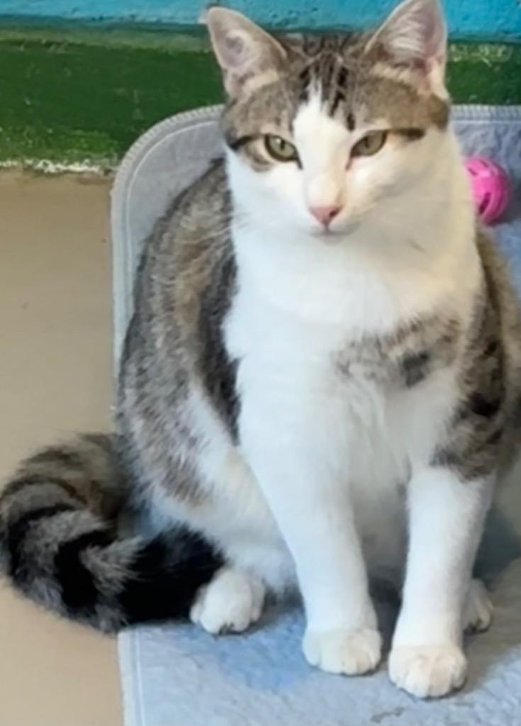 Enlarge SUSHI, a Adoptable mixed breed in Elizabethton, TN image 1/2