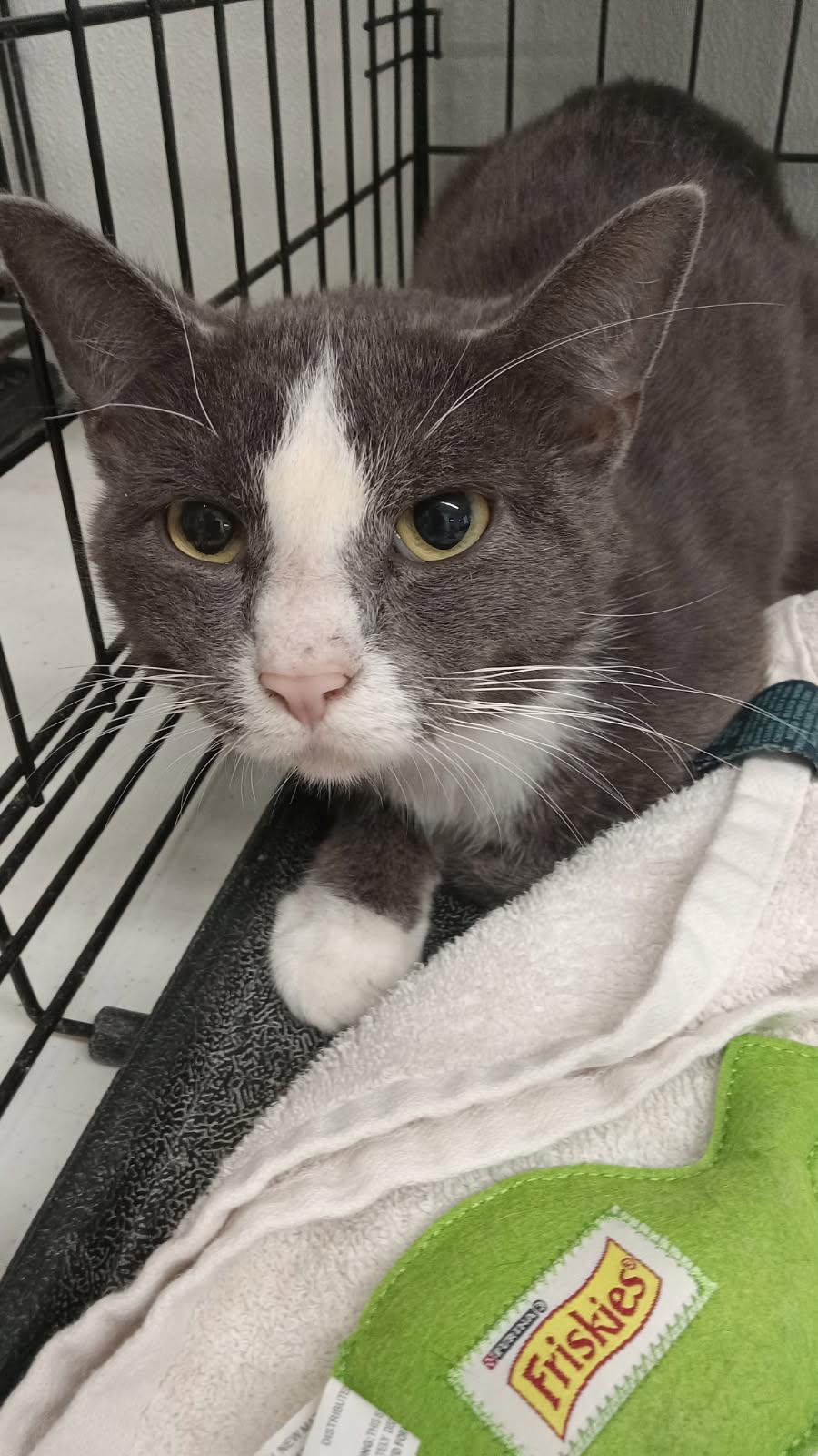 Enlarge Macaroni, a Adoptable Domestic Short Hair in Reeds Spring, MO image 1/1