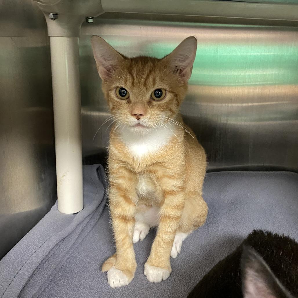 Egg, Adoptable, Young Male Domestic Short Hair.