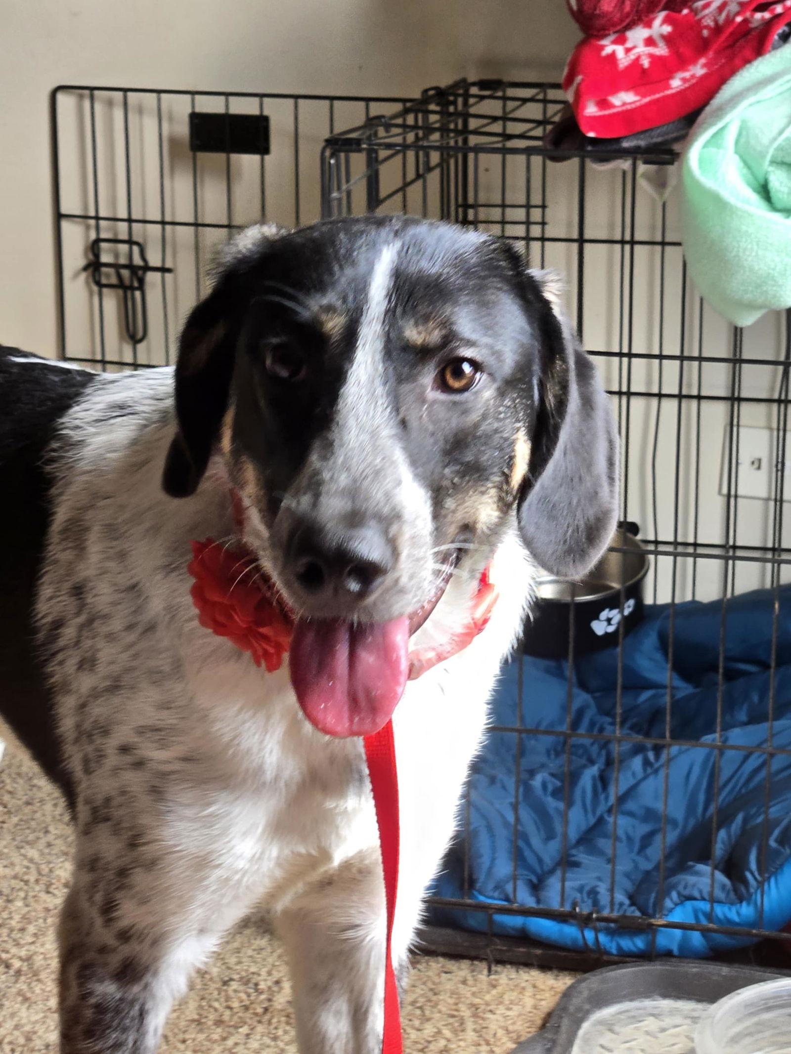 Anna, a Adopted mixed breed in hinckley, IL image 1/3