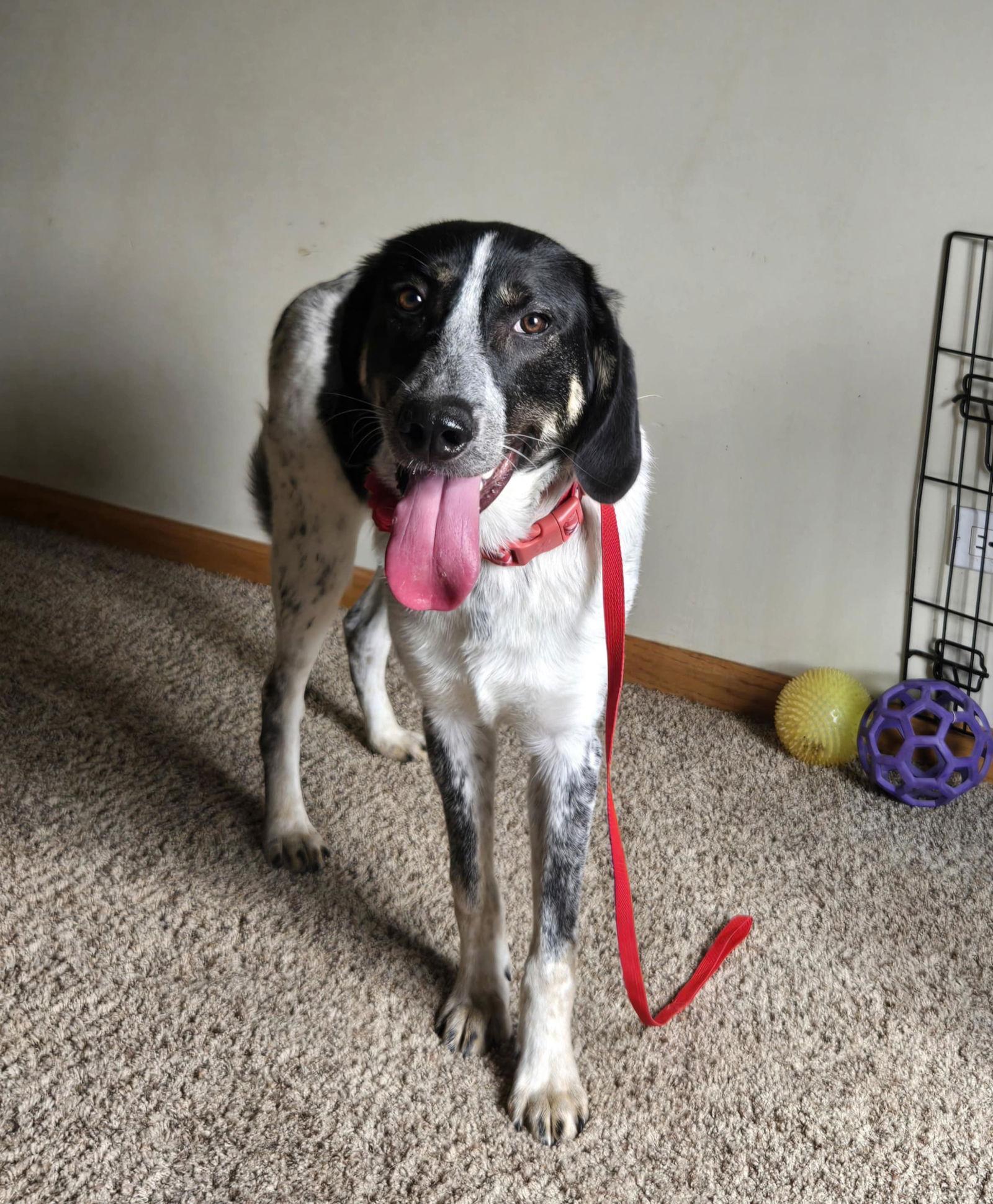 Anna, a Adopted mixed breed in hinckley, IL image 2/3