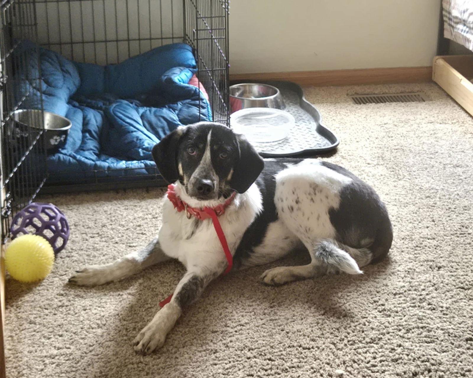 Anna, a Adopted mixed breed in hinckley, IL image 3/3