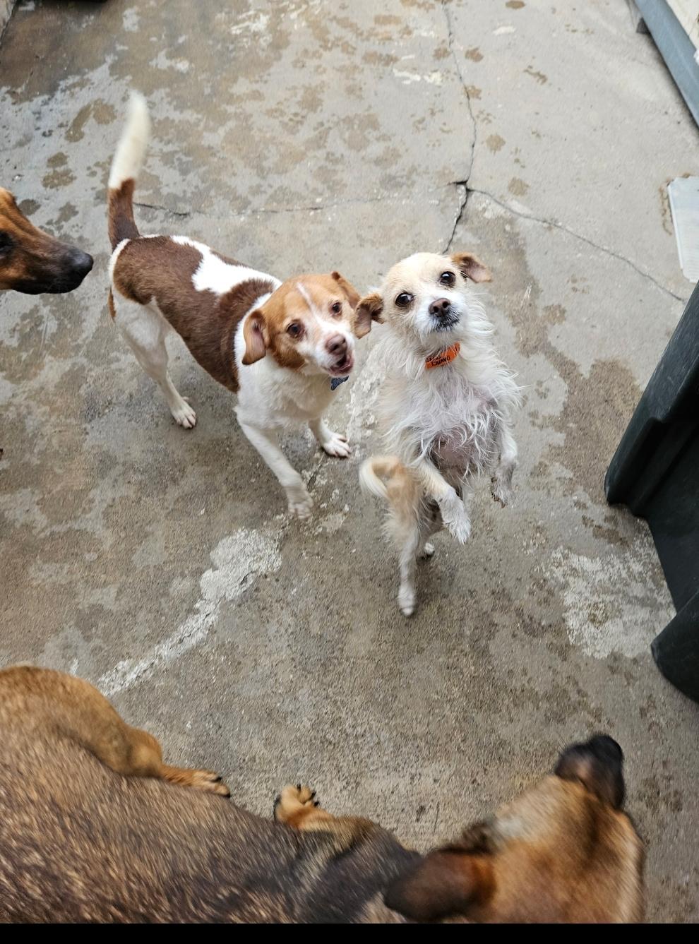 Terri Terrier!