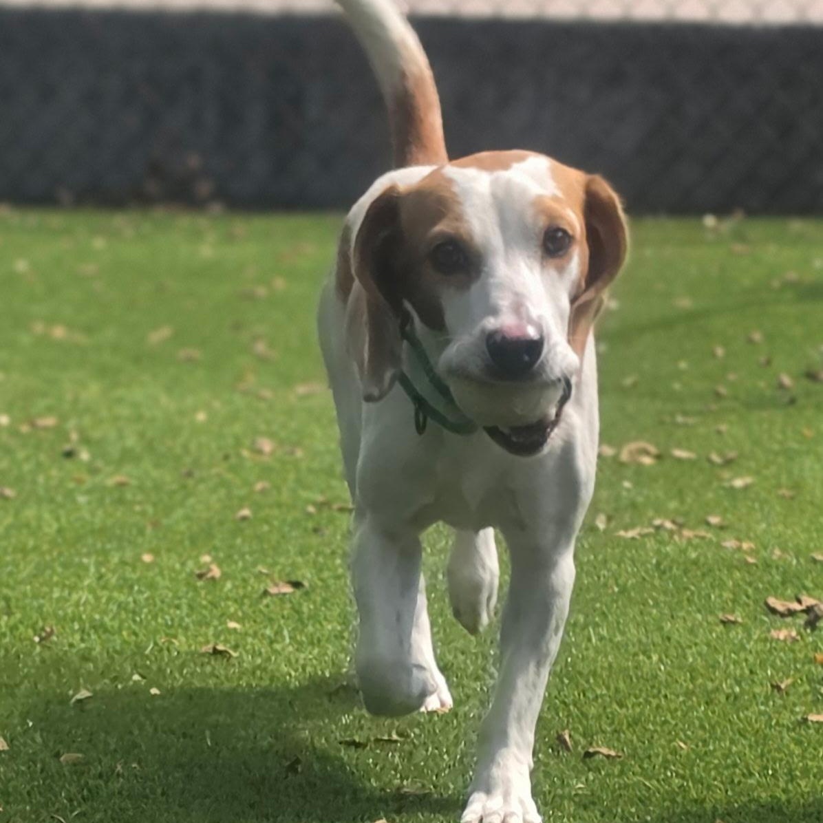 Enlarge Lox, a Adoptable Beagle in Allen, TX image 3/5
