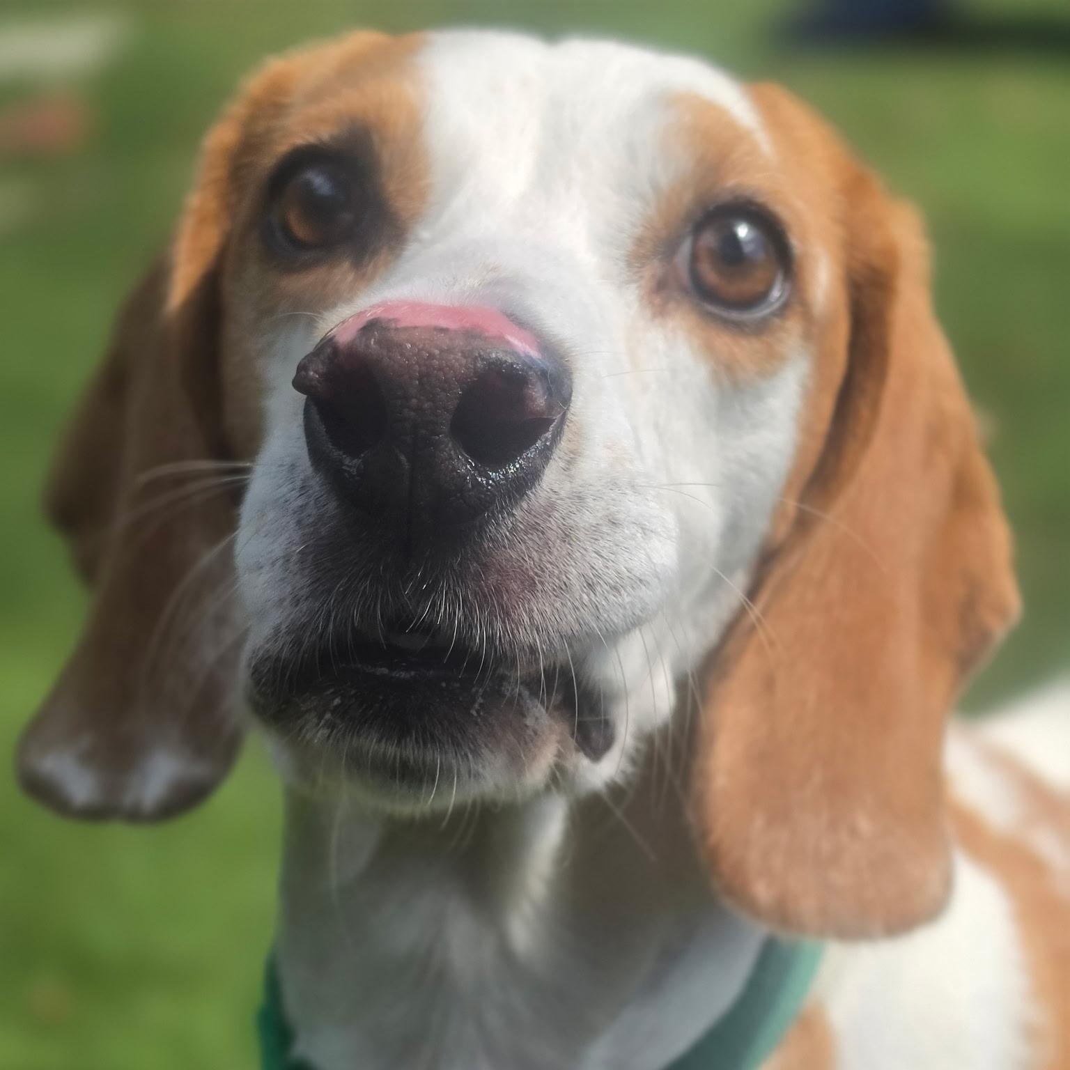 Enlarge Lox, a Adoptable Beagle in Allen, TX image 4/5