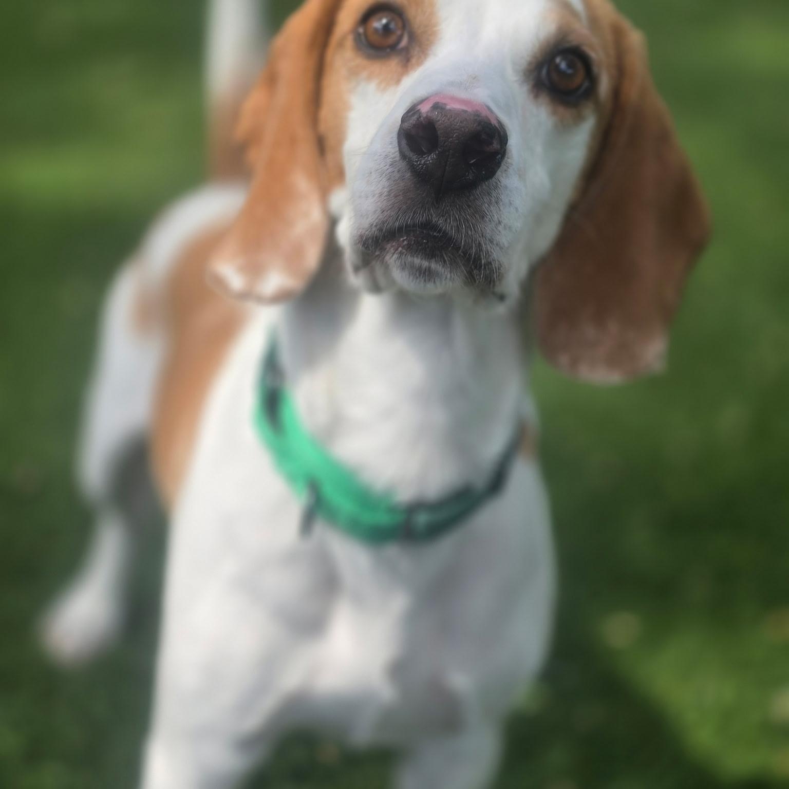 Enlarge Lox, a Adoptable Beagle in Allen, TX image 2/5
