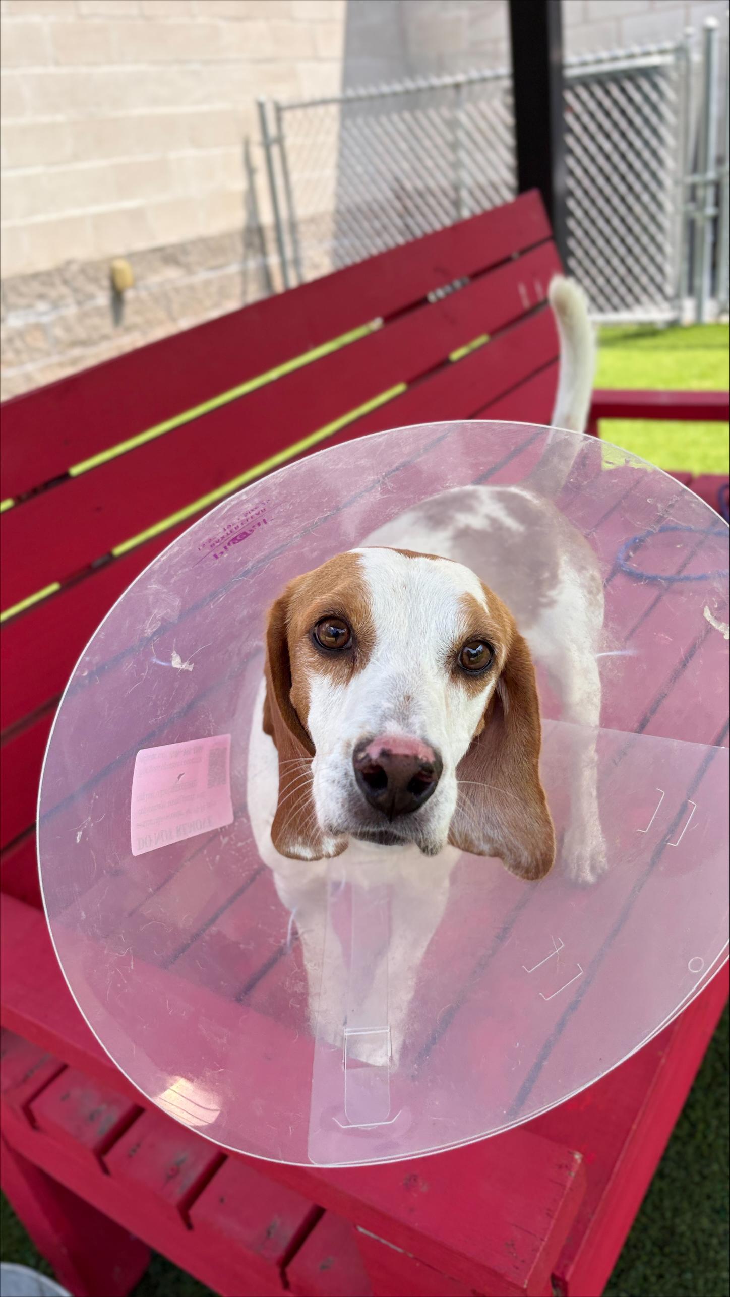 Enlarge Lox, a Adoptable Beagle in Allen, TX image 5/5