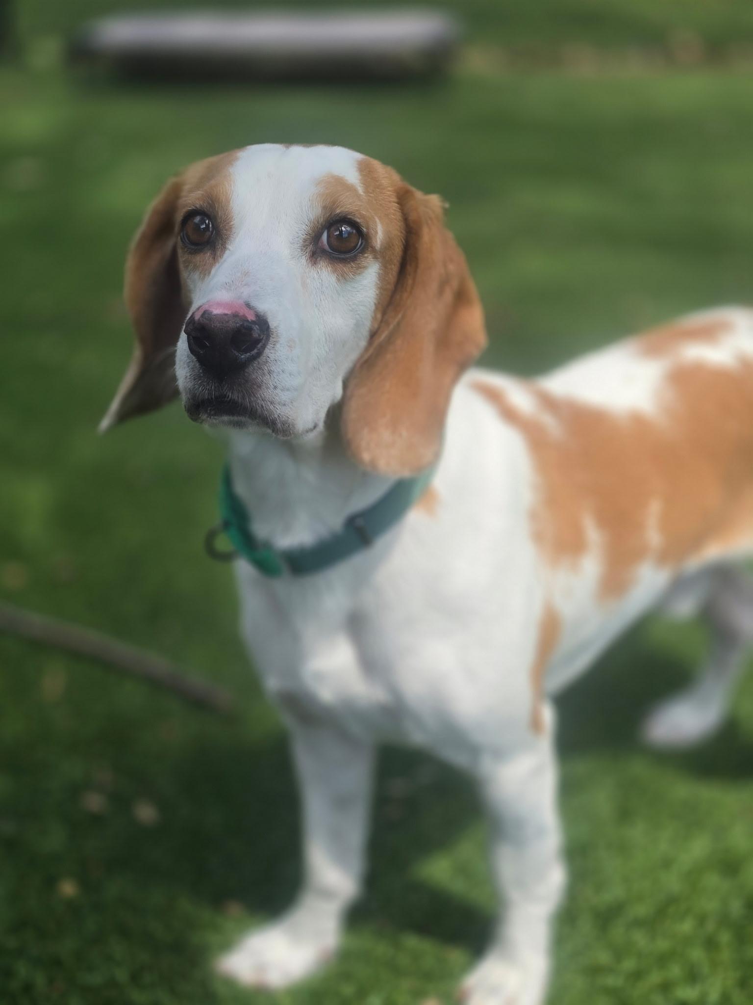Enlarge Lox, a Adoptable Beagle in Allen, TX image 1/5