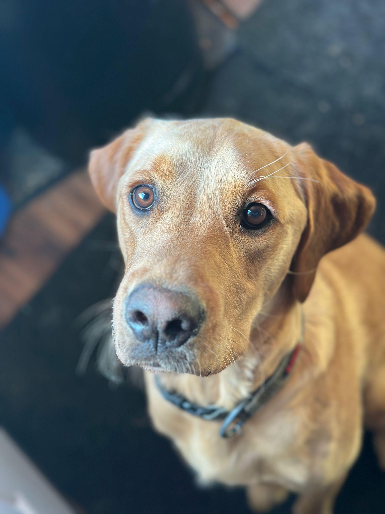 Enlarge Harley, an adopted mixed breed in Oakville, ON image 5/5