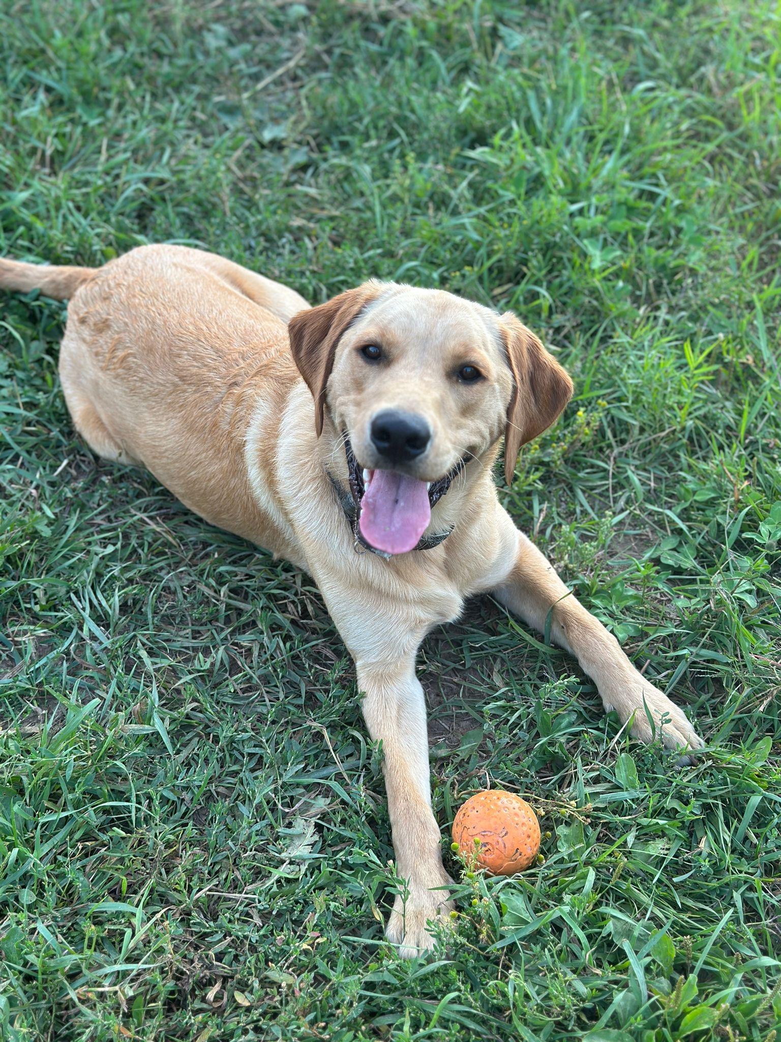 Enlarge Harley, an adopted mixed breed in Oakville, ON image 2/5