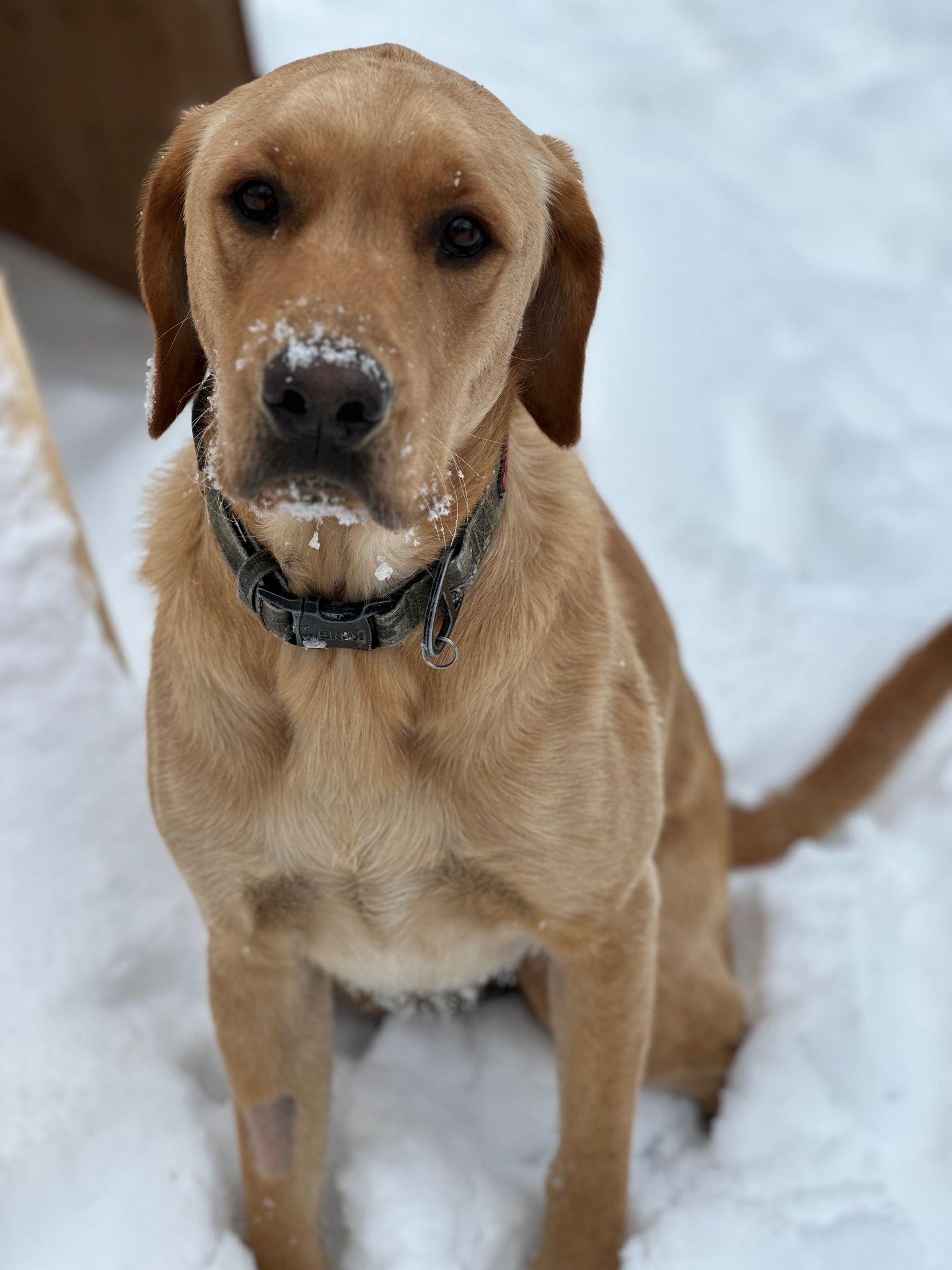 Enlarge Harley, an adopted mixed breed in Oakville, ON image 4/5