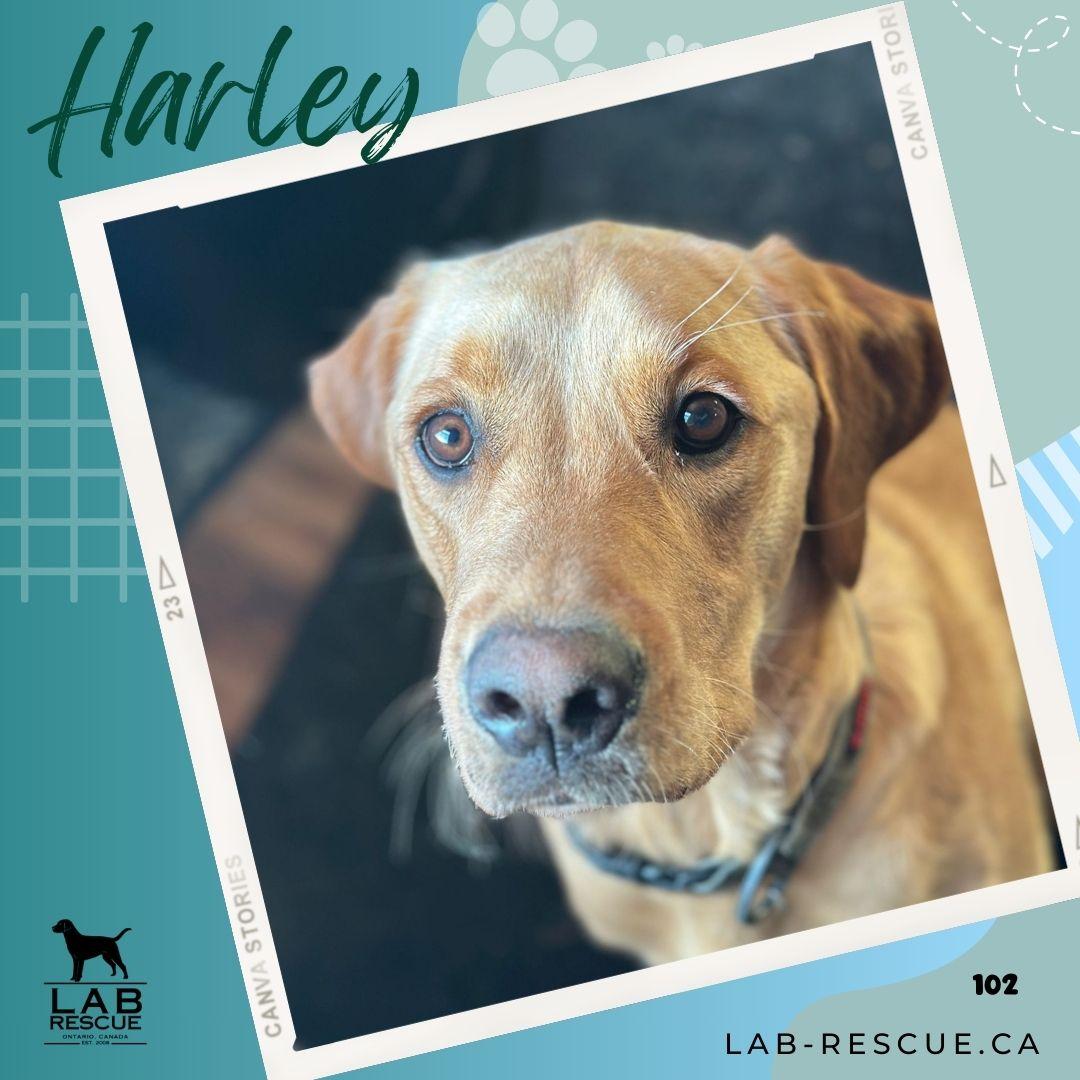 Enlarge Harley, an adopted mixed breed in Oakville, ON image 1/5
