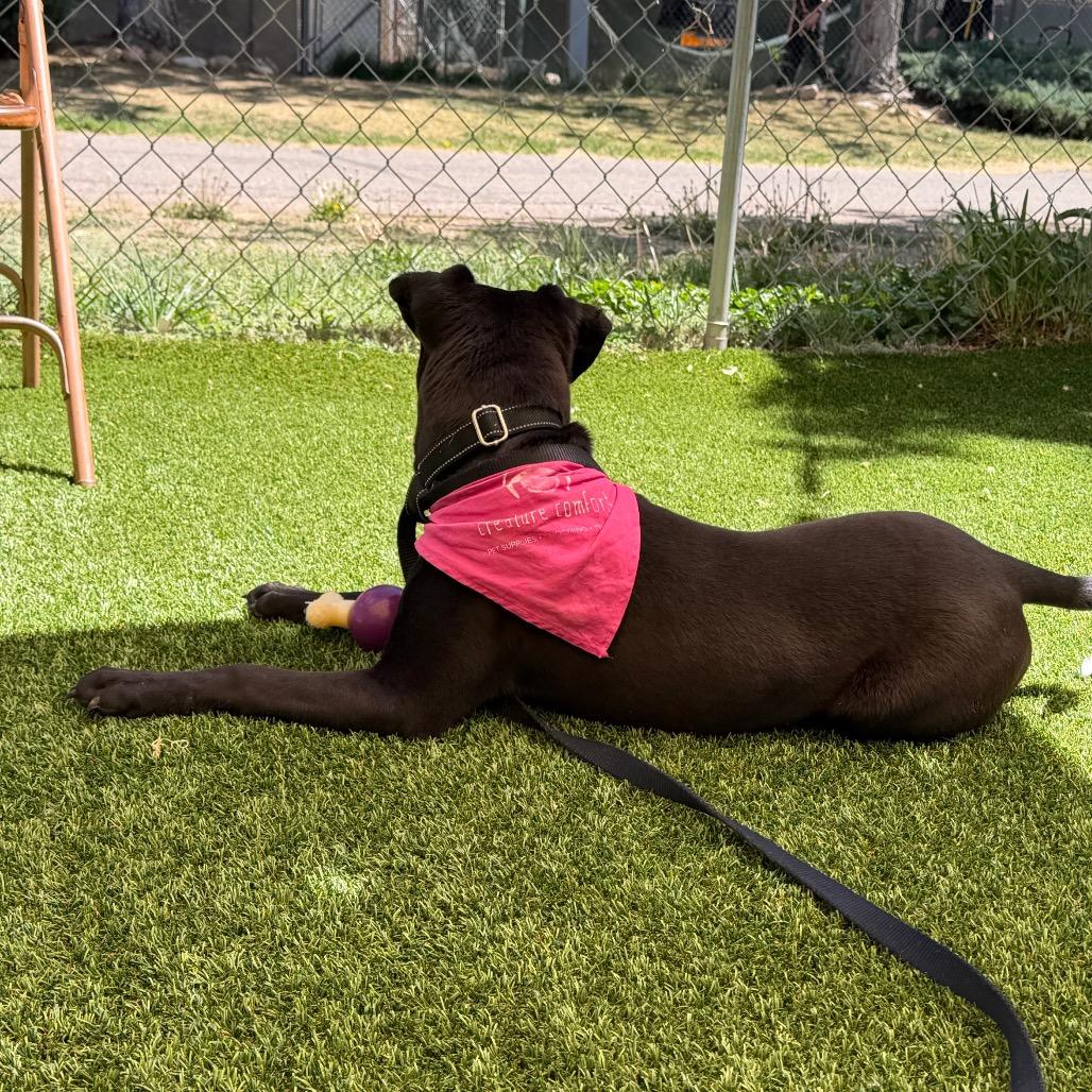 Delilah, Adoptable, Puppy Female Pit Bull Terrier.