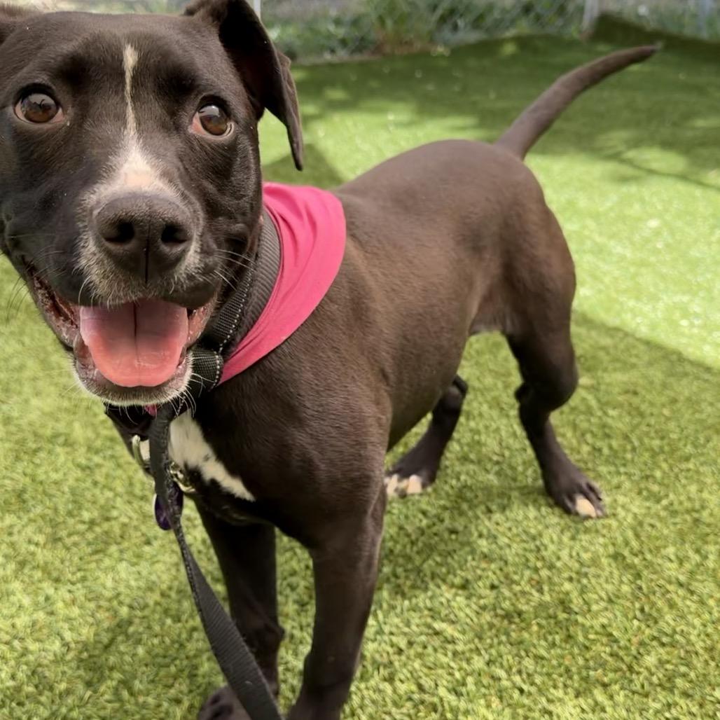 Delilah, a Adoptable Pit Bull Terrier in Durango, CO image 2/6