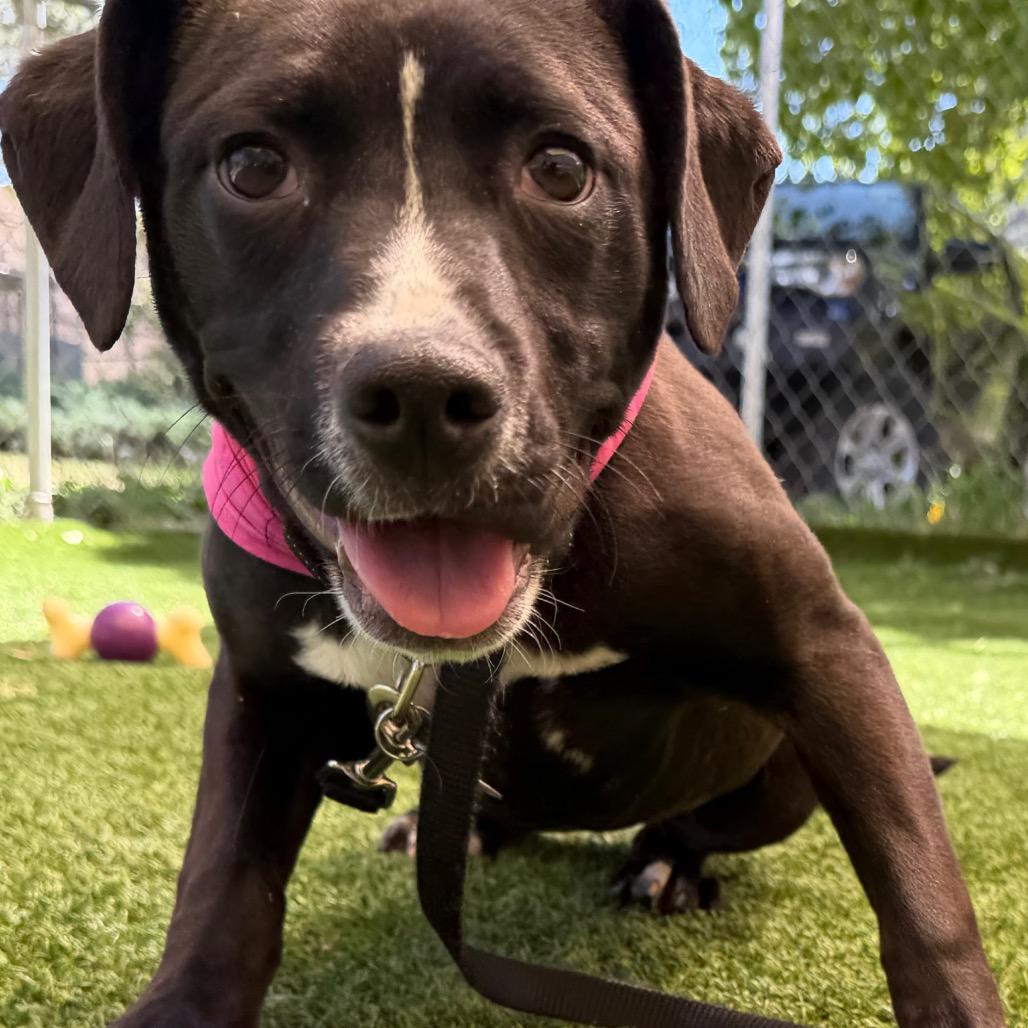 Delilah, a Adoptable Pit Bull Terrier in Durango, CO image 3/6