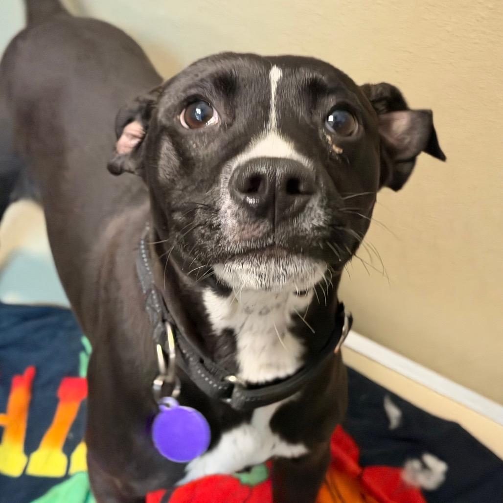 Enlarge Delilah, a Adoptable Pit Bull Terrier in Durango, CO image 2/2