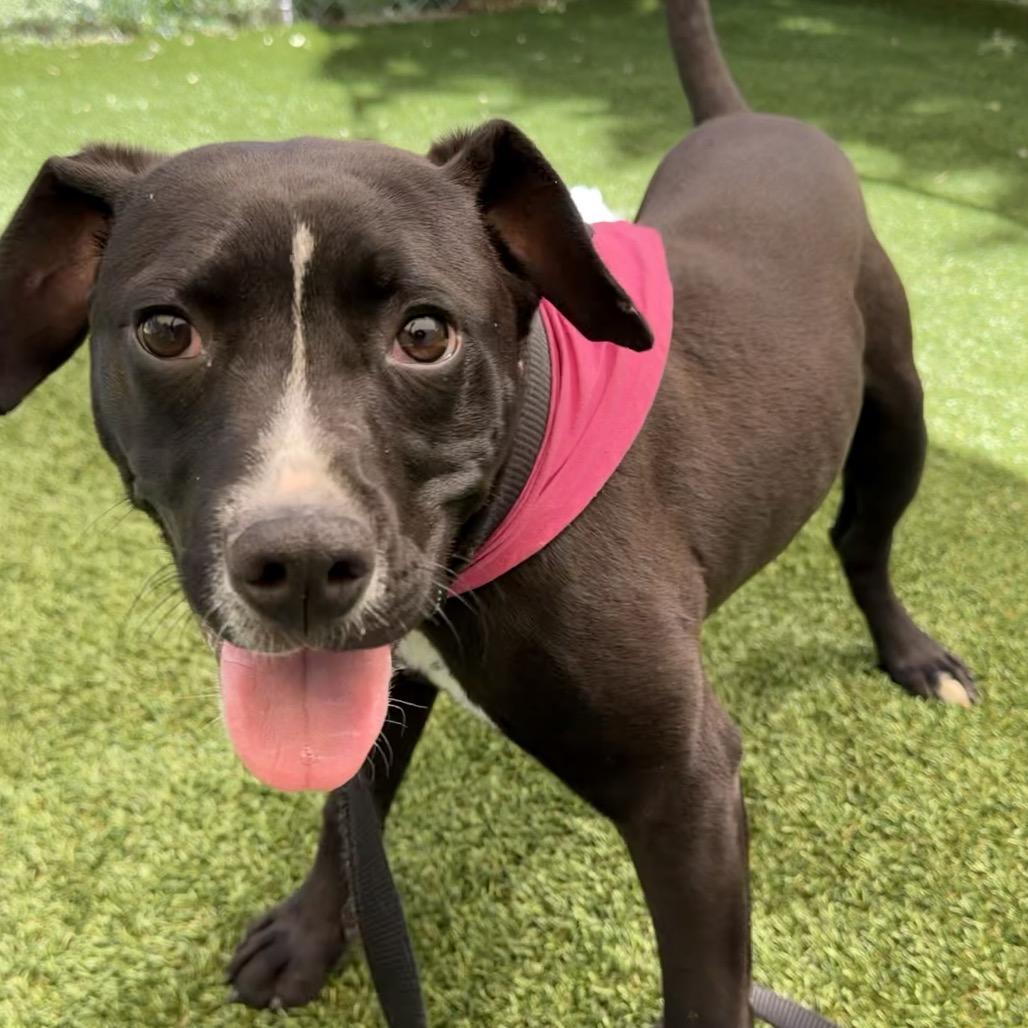 Delilah, a Adoptable Pit Bull Terrier in Durango, CO image 6/6