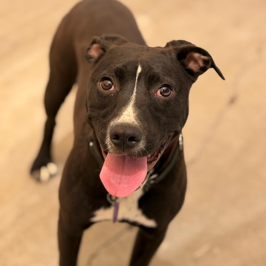 Enlarge Delilah, a Adoptable Pit Bull Terrier in Durango, CO image 6/6