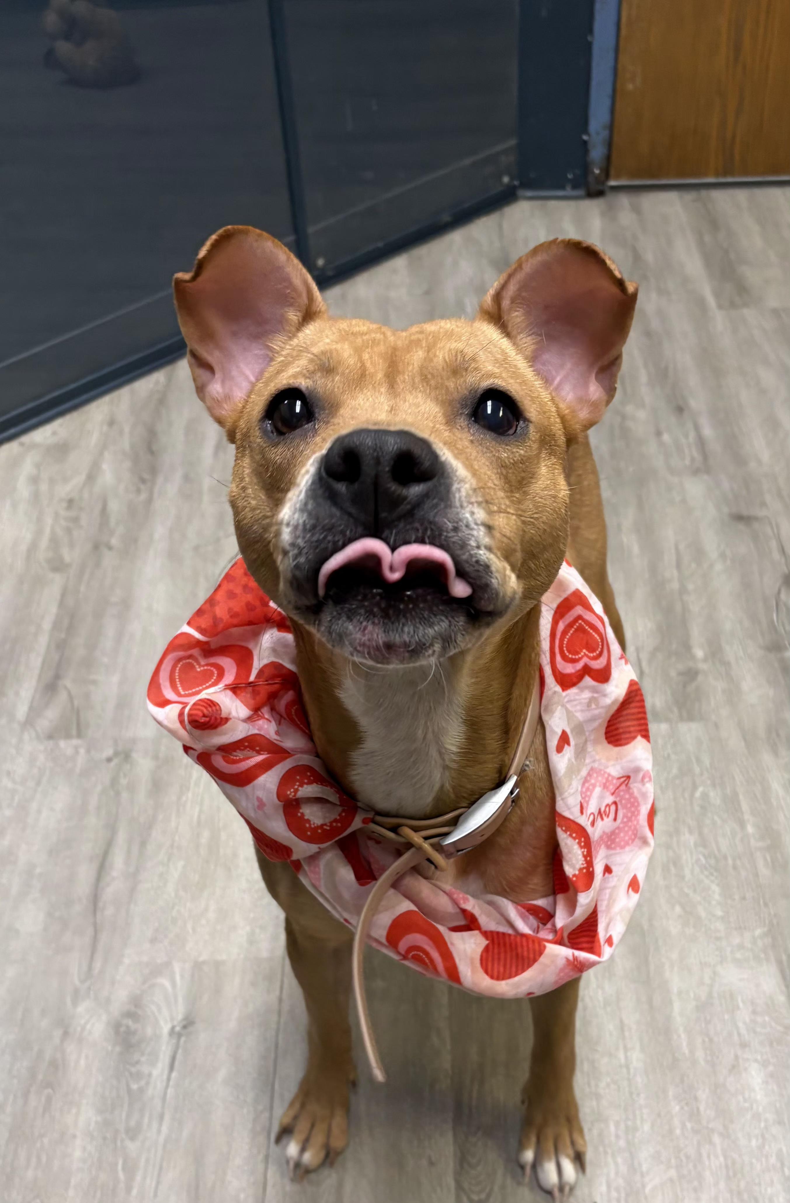 Enlarge Maxine, an adoptable mixed breed in Mansfield, OH image 1/4