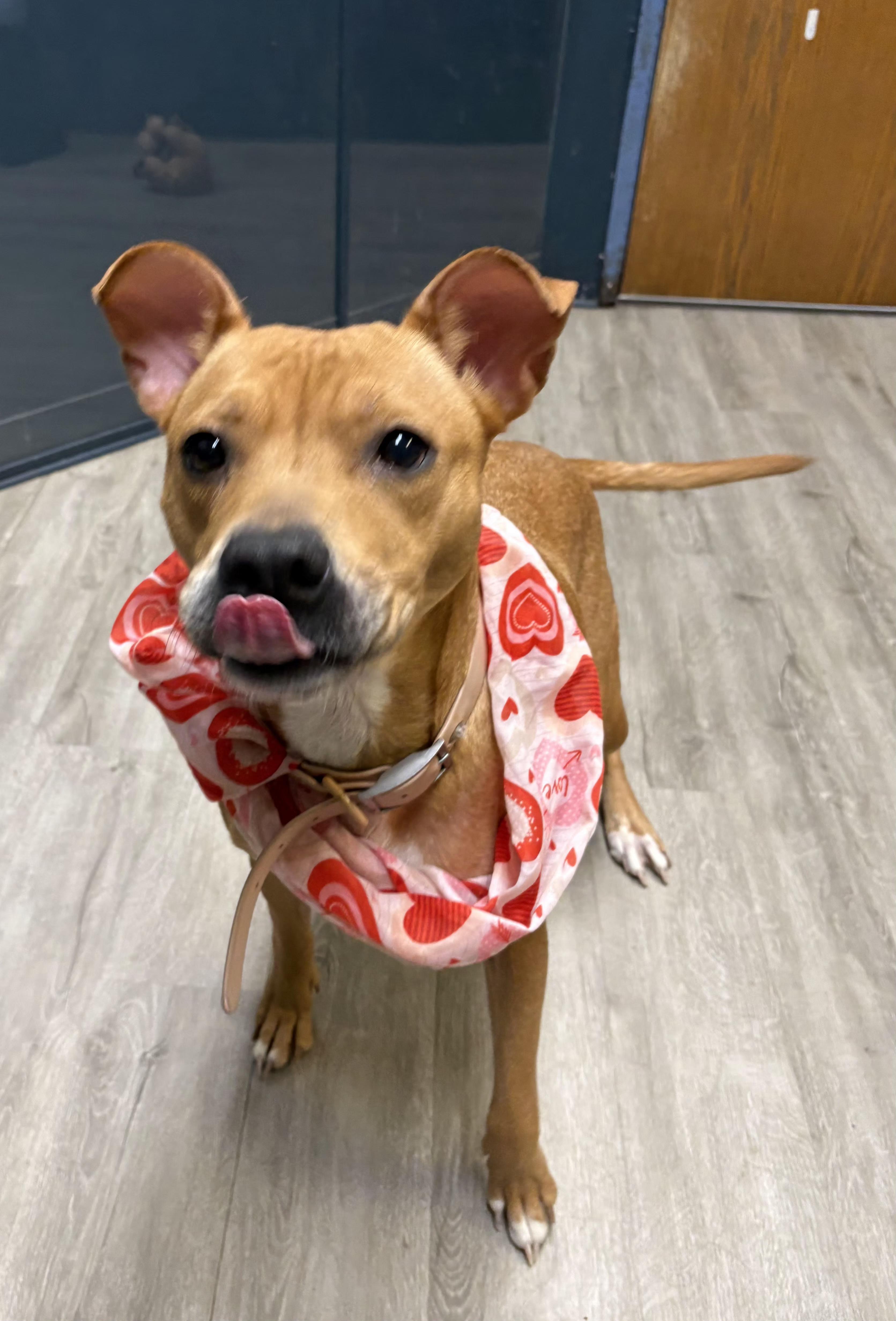 Enlarge Maxine, an adoptable mixed breed in Mansfield, OH image 3/4