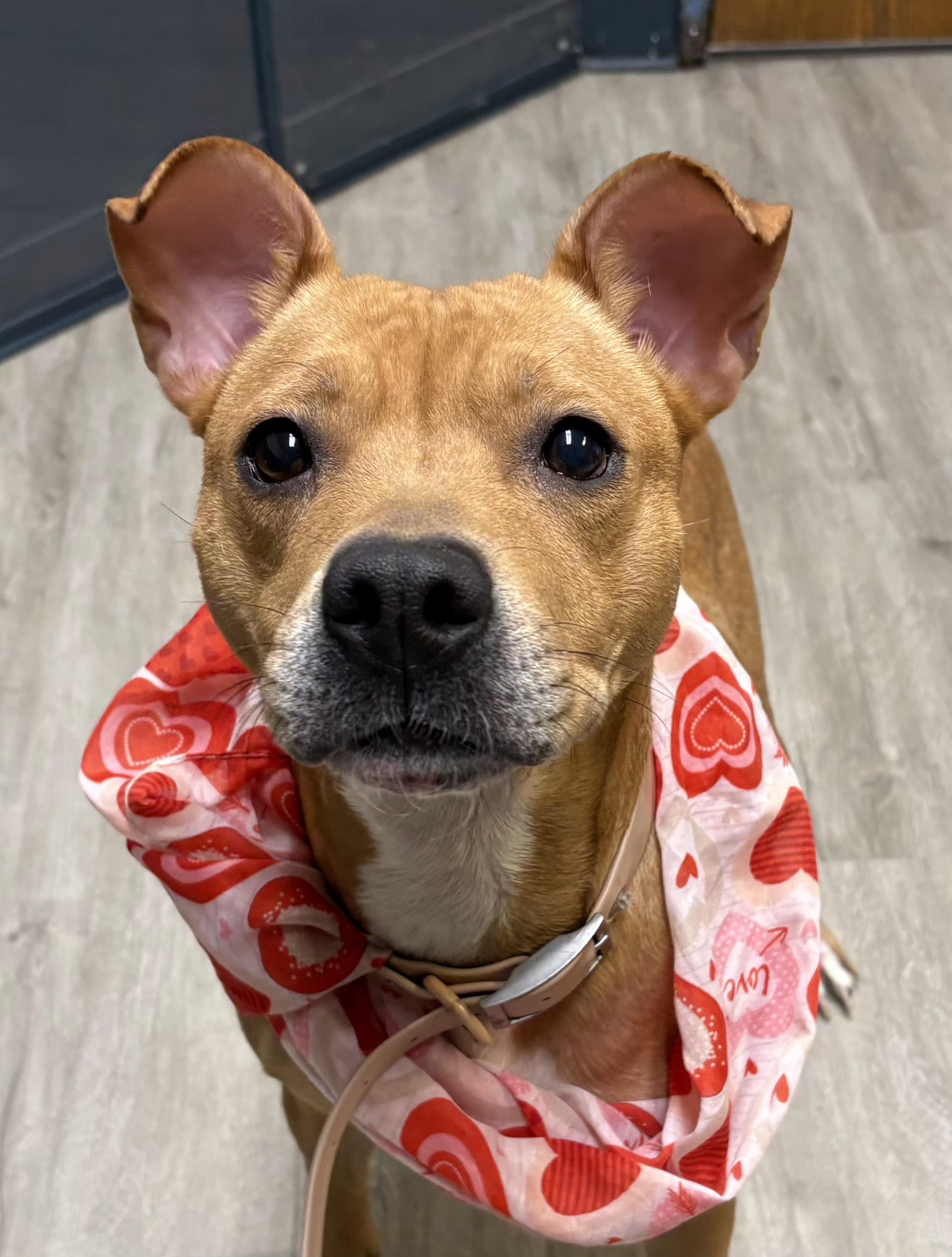 Enlarge Maxine, an adoptable mixed breed in Mansfield, OH image 4/4