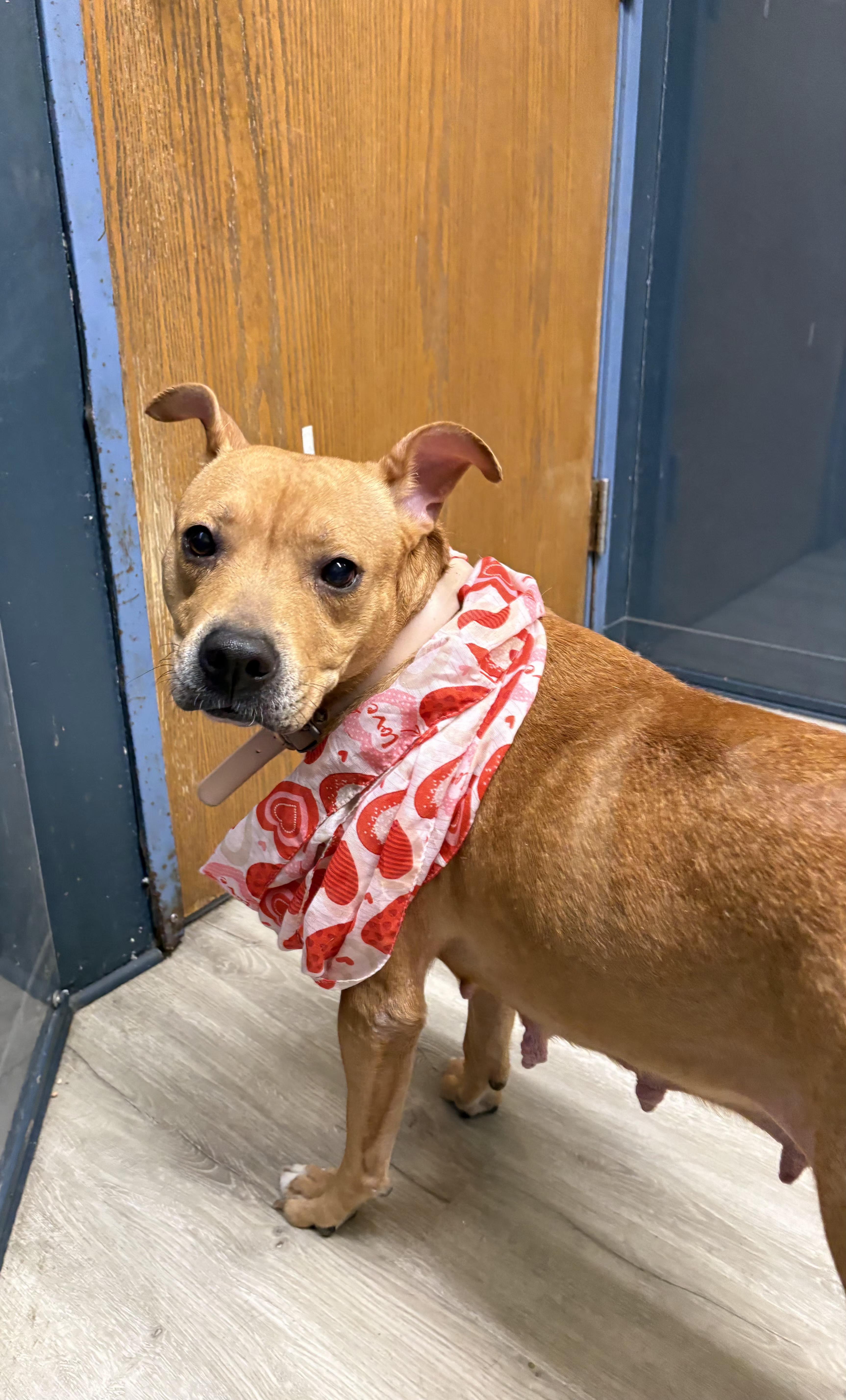 Enlarge Maxine, an adoptable mixed breed in Mansfield, OH image 2/4