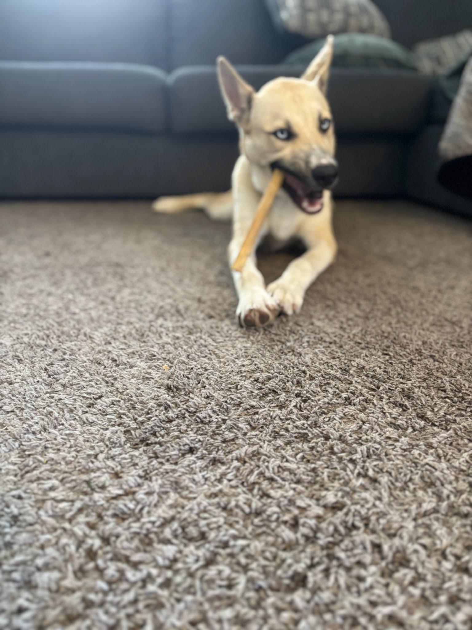 Enlarge Raye, a Adoptable mixed breed in Oswego, IL image 6/6