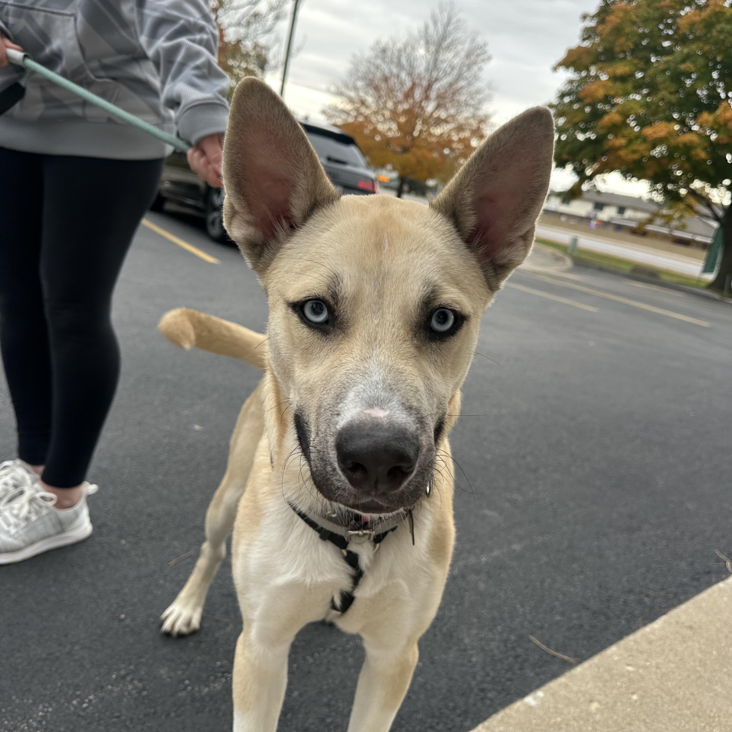 Enlarge Raye, a Adoptable mixed breed in Oswego, IL image 3/6